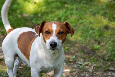 Jack Russell Terrier ve kameranın doğrudan göz teması. En iyi arkadaş.