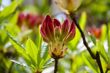 Ülke parkında çiçek açan kırmızı rhododendronlar.