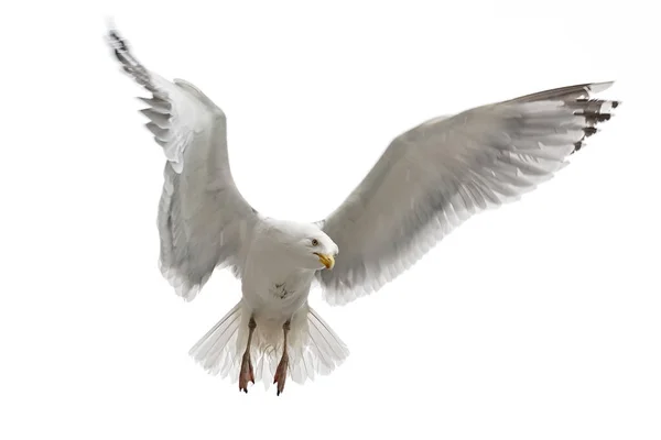 Beyaz arka planda uçan martı. Hareketi durdur. 