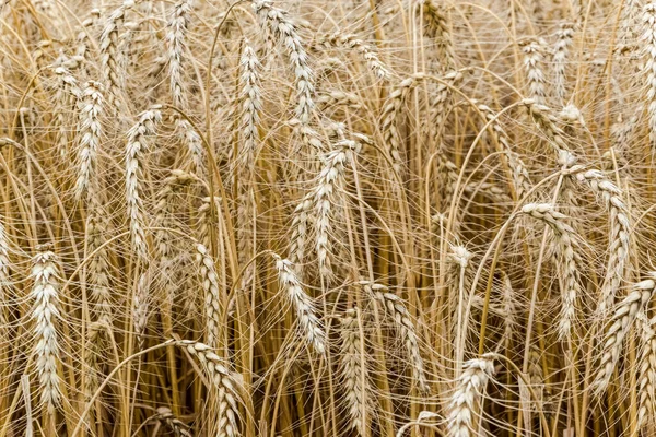 Созревающее поле пшеницы в солнечный летний день. — стоковое фото