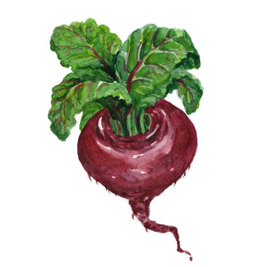 Suluboya el çekilmiş pancar