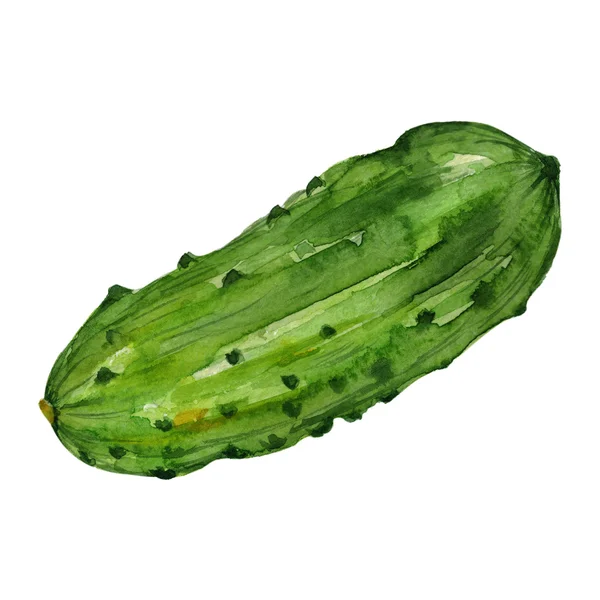 Watercolor hand drawn cucumber — Stock Photo, Image