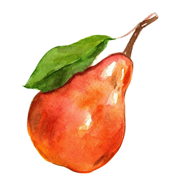 Watercolor hand drawn pear