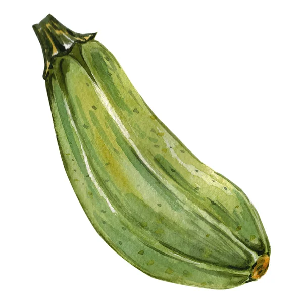 Aquarel hand getekend courgette — Stockfoto