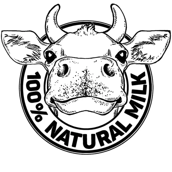 Cabeça de vaca. Leite natural. Fazenda leiteira. Vintage vetor gravura ilustração para etiqueta, cartaz, logotipo. Isolado sobre fundo branco — Vetor de Stock
