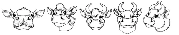 Cabeça de vaca. Retrato de vaca. Esboço desenhado à mão em estilo gráfico. Vintage vetor gravura ilustração para cartaz, web, embalagem. Isolado sobre fundo branco —  Vetores de Stock