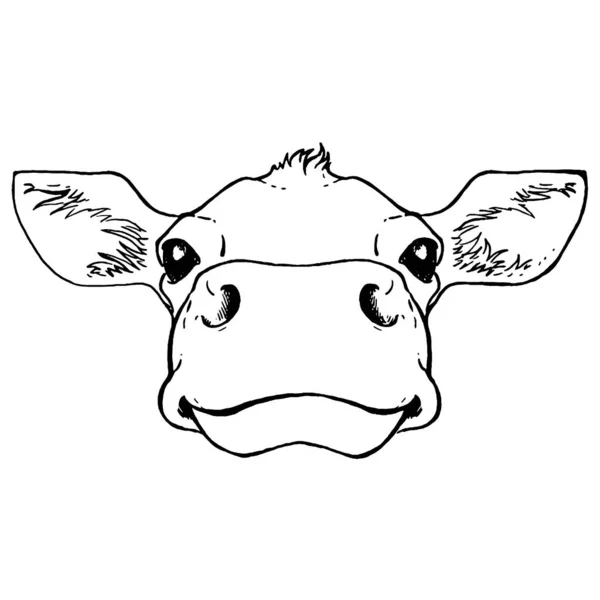 Schwarz-weiße Skizze eines Kuhgesichts. Vektorporträt. — Stockvektor