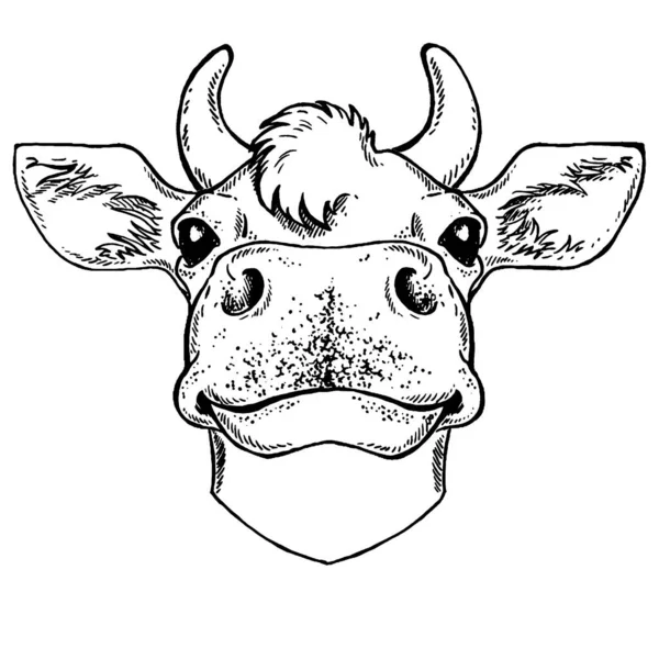 Cow head isolated on white background. Farm animal vector portrait. Fresh milk. Dairy farm. Butcher. — Stock Vector