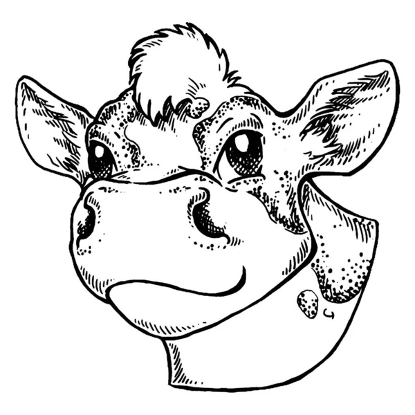 奶牛的头被白色背景隔离。农场动物病媒肖像。鲜牛奶。奶牛场屠夫. — 图库矢量图片