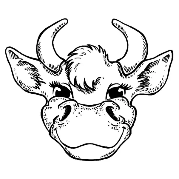 Cabeza de vaca aislada sobre fondo blanco. Retrato de vector animal de granja. Leche fresca. Granja lechera. Carnicero. — Archivo Imágenes Vectoriales