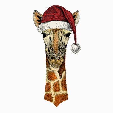 Zürafa portresi. Noel Baba 'nın kırmızı şapkası. Afrika safari hayvan kafası.