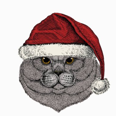 İngiliz kısa kedi hayvan suratlı şirin. Noel kış hayvanı. Kırmızı Noel Baba şapkası. Mutlu gümüş renkli İngiliz kedi kafası portresi.