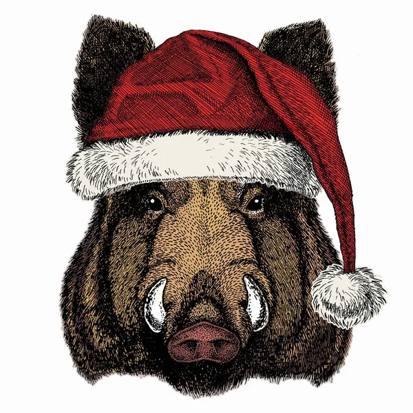 Wild boar, hog, pig. Christmas red Santa Claus hat. Animal head, portrait. Christmas winter animal. — Vector de stock