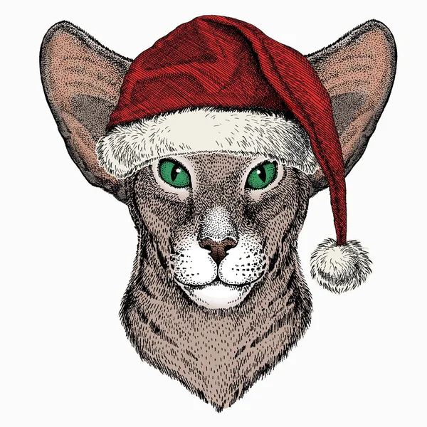 Keleti macskás portré. Vörös Mikulás kalap. Karácsonyi téli állat. — Stock Vector