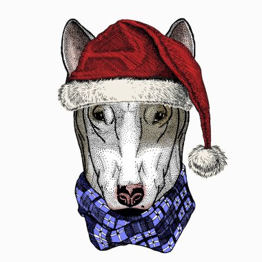 Köpek portresi, bullterrier portresi, bullterrier kafası, köpek kafası. Noel Baba kırmızı şapkası.