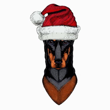 Doberman, köpek portresi. Kırmızı Noel Baba şapkası. Noel kış hayvan vektör portresi.