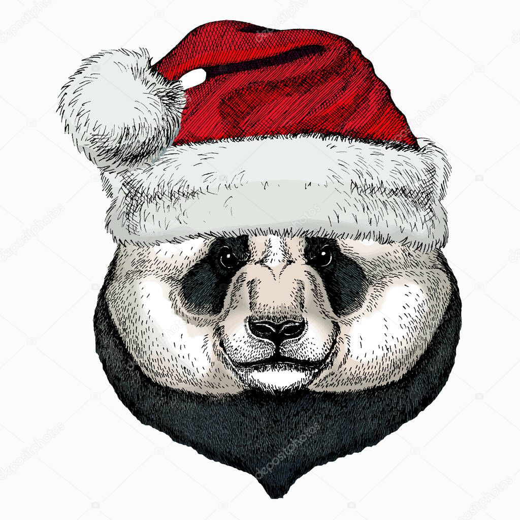 Panda, bamboo bear portrait. Christmas red Santa Claus hat. Head of big panda. Christmas winter animal.