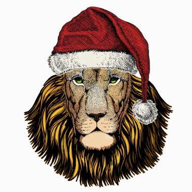 Aslan. Vahşi aslanın portresi. Noel Baba 'nın kırmızı şapkası. Noel kış hayvan vektör portresi.