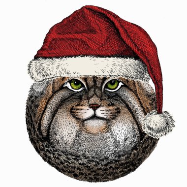 Pallass kedisi. Noel Baba 'nın kırmızı şapkası. Noel kış hayvan vektör portresi.