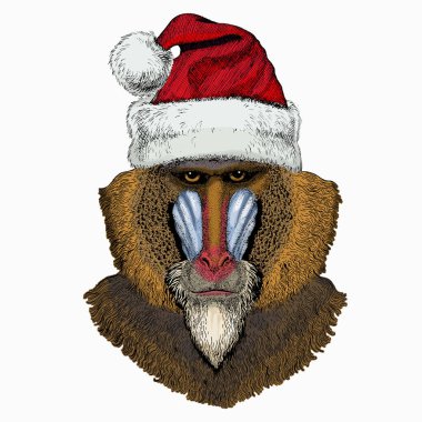 Maymun, maymun, maymun. Noel Baba 'nın kırmızı şapkası. Noel kış hayvan vektör portresi.
