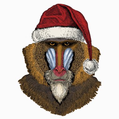 Maymun, maymun, maymun. Noel Baba 'nın kırmızı şapkası. Noel kış hayvan vektör portresi.