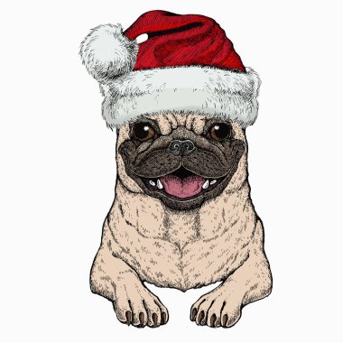 Vektör pug, köpek portresi. Noel Baba 'nın kırmızı şapkası. Hayvan kafası, yüz..