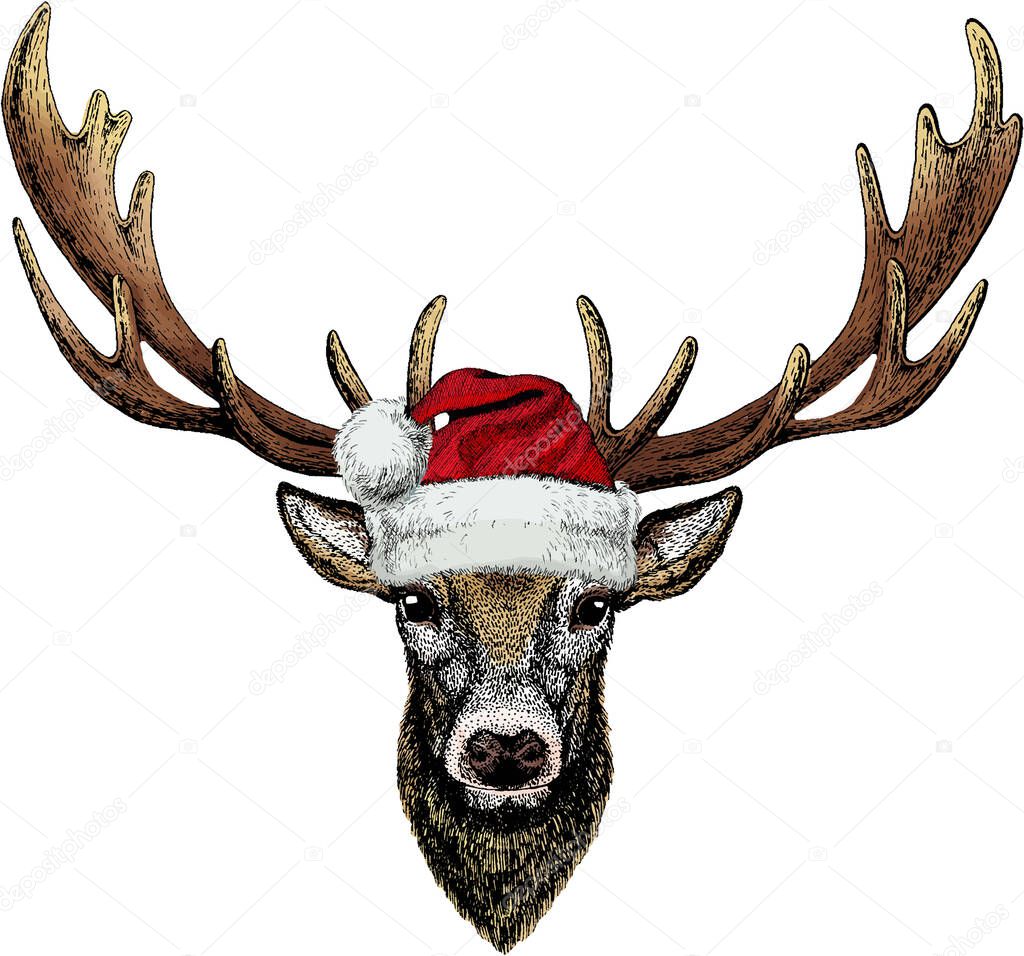 Vector portrait of deer. Christmas red Santa Claus hat. Woodland animal head. Christmas winter animal vector portrait.