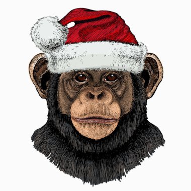 Vektör şempanze portresi. Noel Baba 'nın kırmızı şapkası. Maymun kafalı, maymun suratlı..