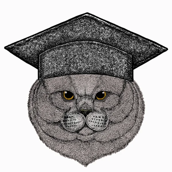British shorthair cat animal cute face. Square academic cap, graduate cap, cap, mortarboard. Vector happy silver British kitten head portrait. — Stock Vector
