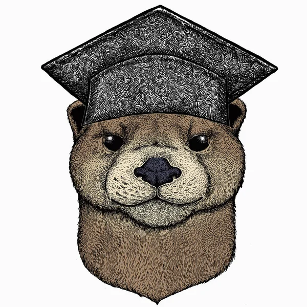 Vector portrait of otter. Square academic cap, graduate cap, cap, mortarboard. Head of wild animal. — Vector de stock