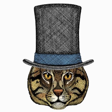 Vahşi balıkçı kedi portresi. Hayvan suratı..