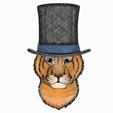 Küçük yavru aslanın portresi, yüzü. Safari hayvanı.