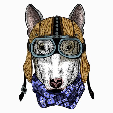 Köpek portresi, bullterrier portresi, bullterrier kafası, köpek kafası.