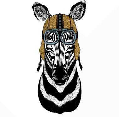 Zebra vektör portresi. Afrikalı vahşi hayvan zebranın başı..