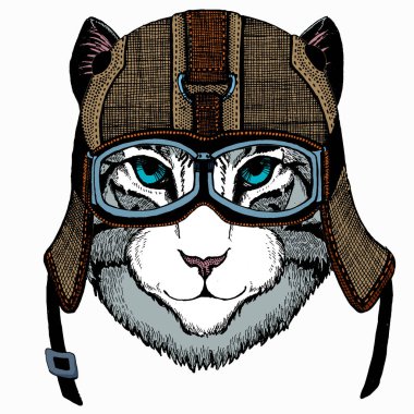 Kedi kafası. Hayvan portresi. Kedi suratlı..