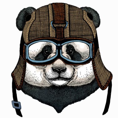 Panda, bambu ayı portresi. Büyük pandanın başı..