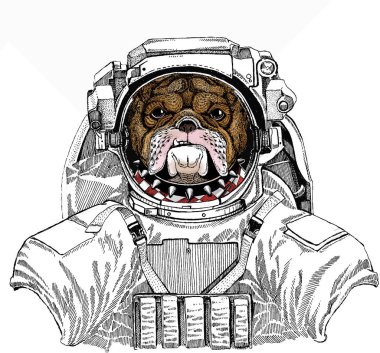 Uzay giysisi içinde vahşi bir astronot. Derin uzay. Galaksi. Bulldog portresi. Köpek kafası. Hayvan suratı..