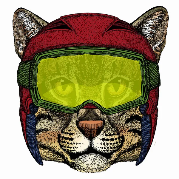 Kattenkop. Vectordierenportret. Gezicht van kitten. — Stockvector