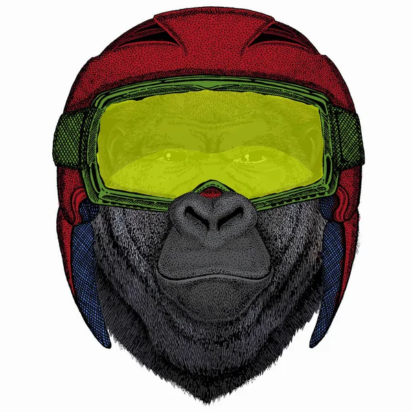 Cabeça de gorila. Ilustração vetorial. Retrato animal selvagem. — Vetor de Stock