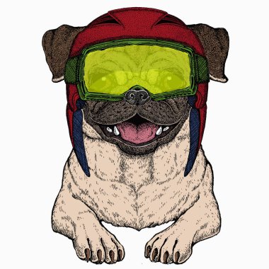 Vektör pug, köpek portresi. Hayvan kafası, yüz..