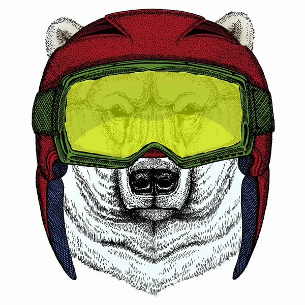 Cabeça de urso polar. Retrato animal vetorial. —  Vetores de Stock