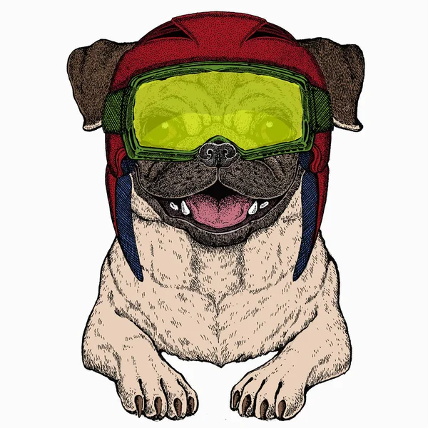 Vector pug, retrato de perro. Cabeza de animal, cara. — Archivo Imágenes Vectoriales