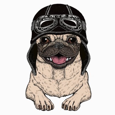 Vektör pug, köpek portresi. Hayvan kafası, yüz. Klasik motosiklet kaskı..