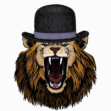 Aslan kafalı. Vahşi Afrika hayvanının portresi. Melon şapka..