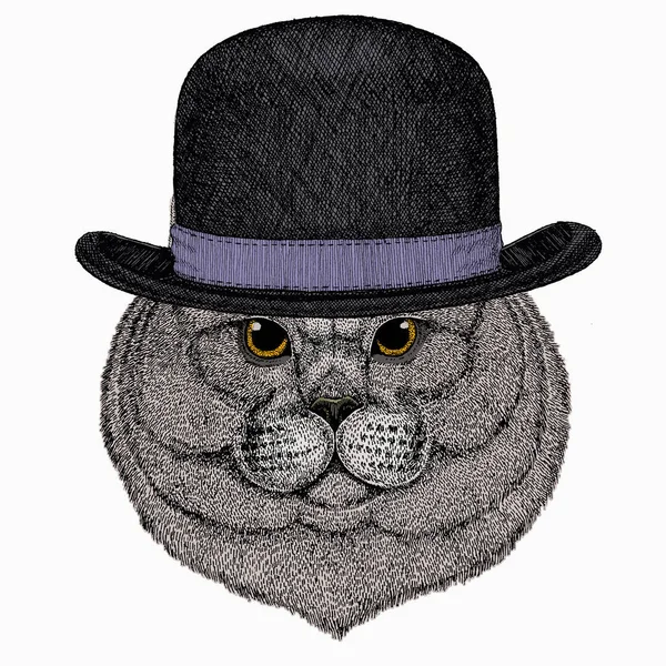 Britânico shorthair gato animal bonito rosto. Vector feliz prata britânico gatinho cabeça retrato. Chapéu Bowler. —  Vetores de Stock
