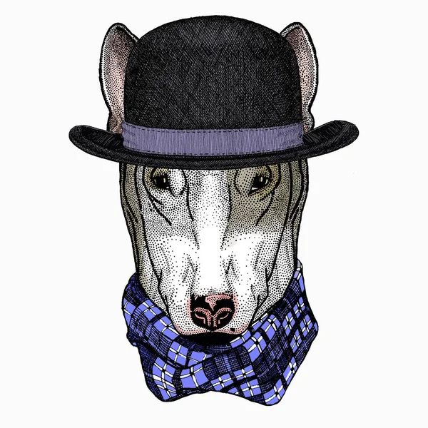 O cão. Retrato de Bullterrier. Cabeça de animal. Chapéu Bowler. —  Vetores de Stock