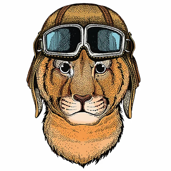 Bebé tigre, pequeño tigre para niños. Aviator casco de motociclista con gafas — Vector de stock