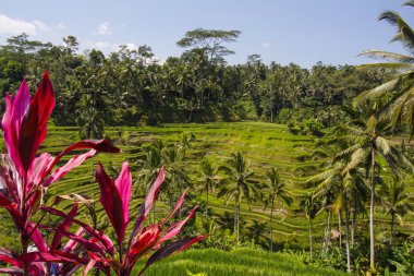 Tegalalang pirinç Teras. Bali