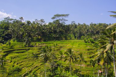 Tegalalang pirinç Teras. Bali