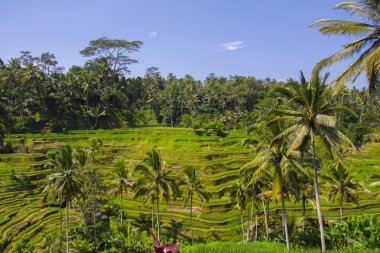 Tegalalang pirinç Teras. Bali